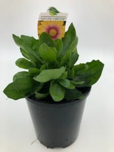 A small, leafy green plant in a black pot with a colorful label displaying an Osteospermum 'Blushing Beauty' African Daisy 6" Pot on top.