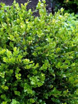 Buxus Faulkner Boxwood