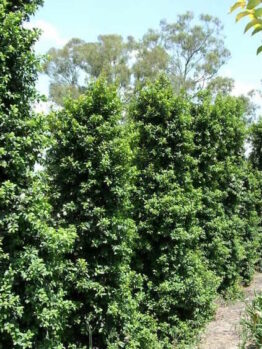 Syzygium "Straight and Narrow"