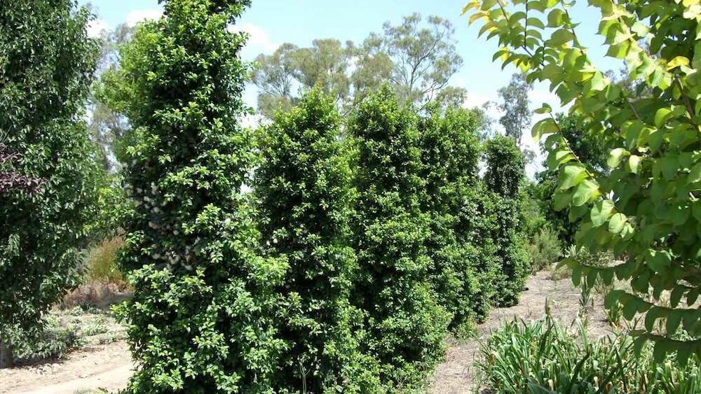 Syzygium "Straight and Narrow"