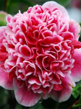 Camellia "Volunteer"