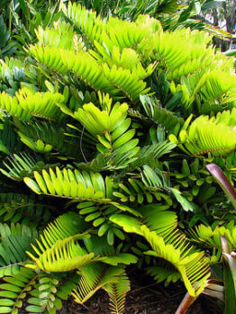 Zamia "Cardboard Cycad"