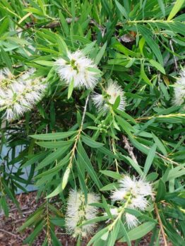 Callistemon "Wilderness White"