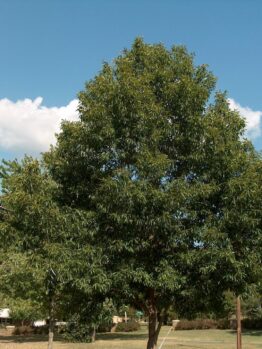 Quercus "Sawtooth Oak"