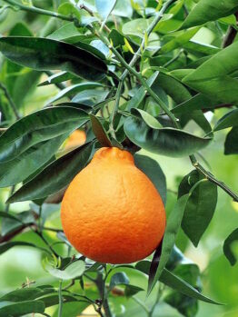 Minneola Tangelo