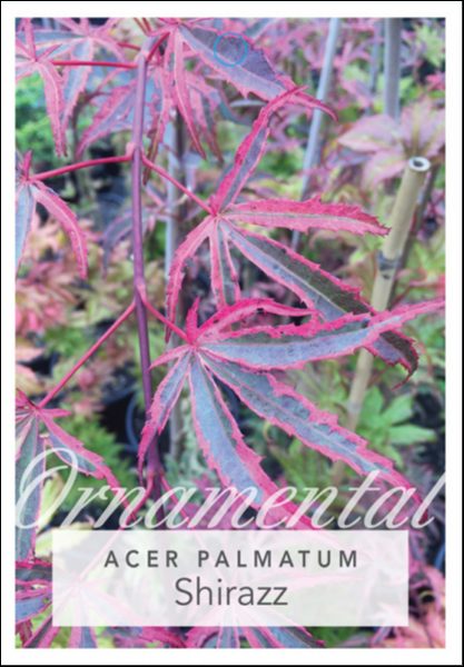 Close-up of Acer 'Shirazz' Japanese Maple (Standard) leaves with pink, red, and green variegation; text overlay reads "Acer 'Shirazz' Japanese Maple (Standard) 13" Pot".