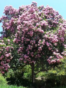 Calodendrum 'Pete's Pink' Cape Chestnut Tree 8" Pot