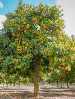 A Citrus Orange Tree 'Washington Navel' 16" Pot stands vibrantly in an orchard with oranges scattered on the ground beneath it.