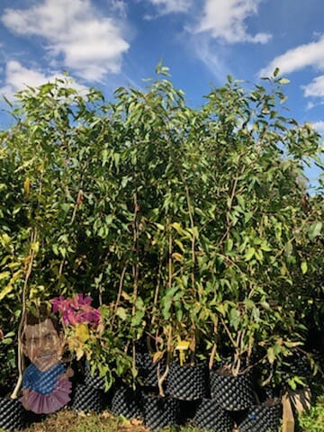 A child peeks out from behind the Eucalyptus 'Wallangarra White Gum' 12" Pot plants under a blue sky.