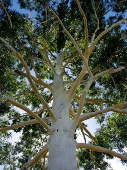 Eucalyptus "Rose Gum"