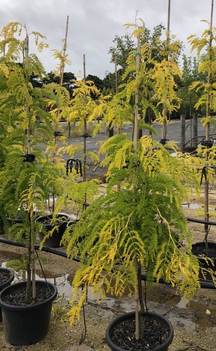 Gleditsia 'Sunburst' 16" Pot - Image 3