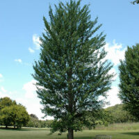 Ginkgo "Princeton Sentry"