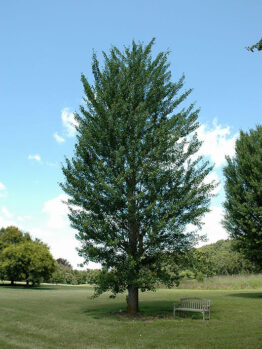 Ginkgo "Princeton Sentry"