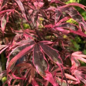 Acer 'Shirazz' Japanese Maple - Image 3