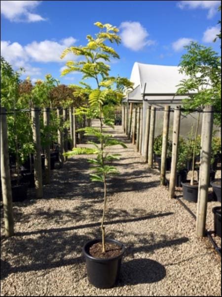 Gleditsia 'Sunburst' 16" Pot - Image 2