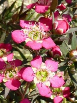 Leptospermum "Rudolph"