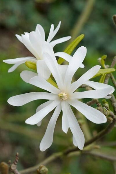 Two white star-shaped Magnolia stellata 'Star Magnolia' 12" Pot flowers with long petals and yellow centers, set against a blurred green background.