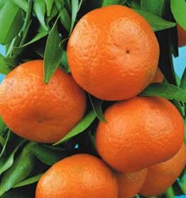 Ripe oranges hanging on a Citrus Mandarin Tree 'Emperor' 13" Pot branch.