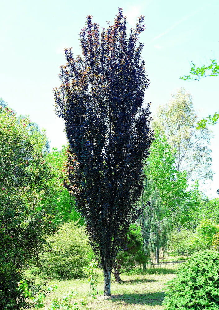Ornamental Plum "Oakville Crimson Spire"