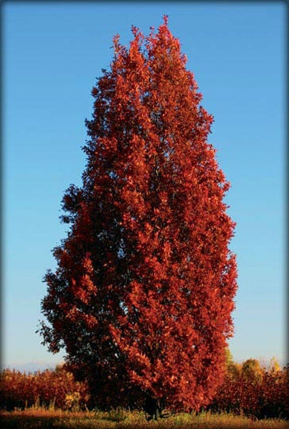The Oak Tree 'English Oak' (Upright) in a 13" pot features dense, bright red autumn foliage and stands tall, highlighting its classic beauty against a clear blue sky.