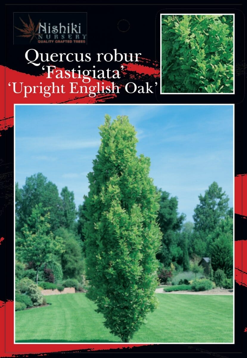 An Oak Tree 'English Oak' (Upright) in a 13" pot stands tall and narrow at the center of a landscaped garden, with a close-up inset of its green leaves featured in the top right corner.