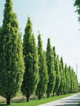 A row of upright Oak Tree 'English Oak' (13" Pot) lines a straight pathway in an open area under a clear sky.