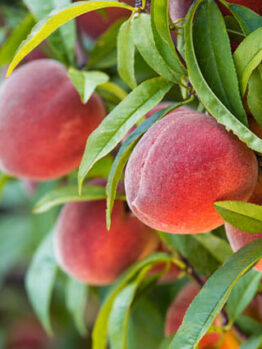 Prunus "Redhaven Peach"