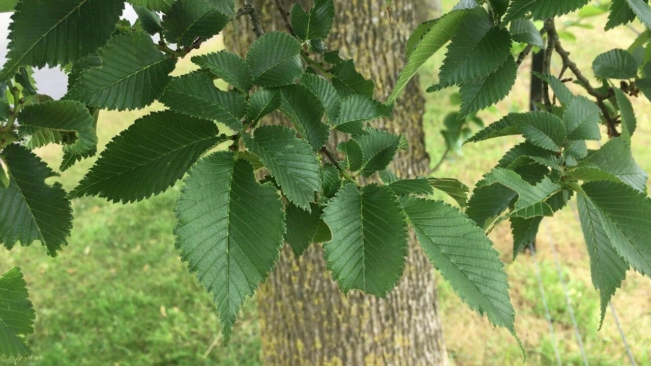 Close-up of serrated green leaves on an Ulmus 'English' Elm branch, with the tree trunk and grassy ground in the background.