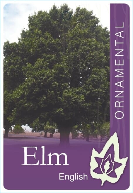 A large Ulmus 'English' Elm tree stands in a park, marked with a label identifying it as an ornamental plant.