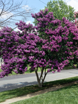 A Lagerstroemia 'Zuni' Crepe Myrtle 12" Pot with vivid purple blooms stands beside a street and sidewalk on a sunny day.