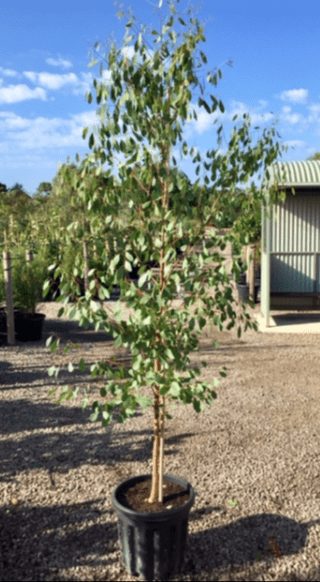 Eucalyptus 'Swamp Gum' 16" Pot - Image 3