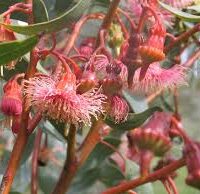 Eucalyptus 'Coral Gum' 12" Pot showcases pink and red blossoms with spiky stamens and lush green leaves, thriving elegantly.
