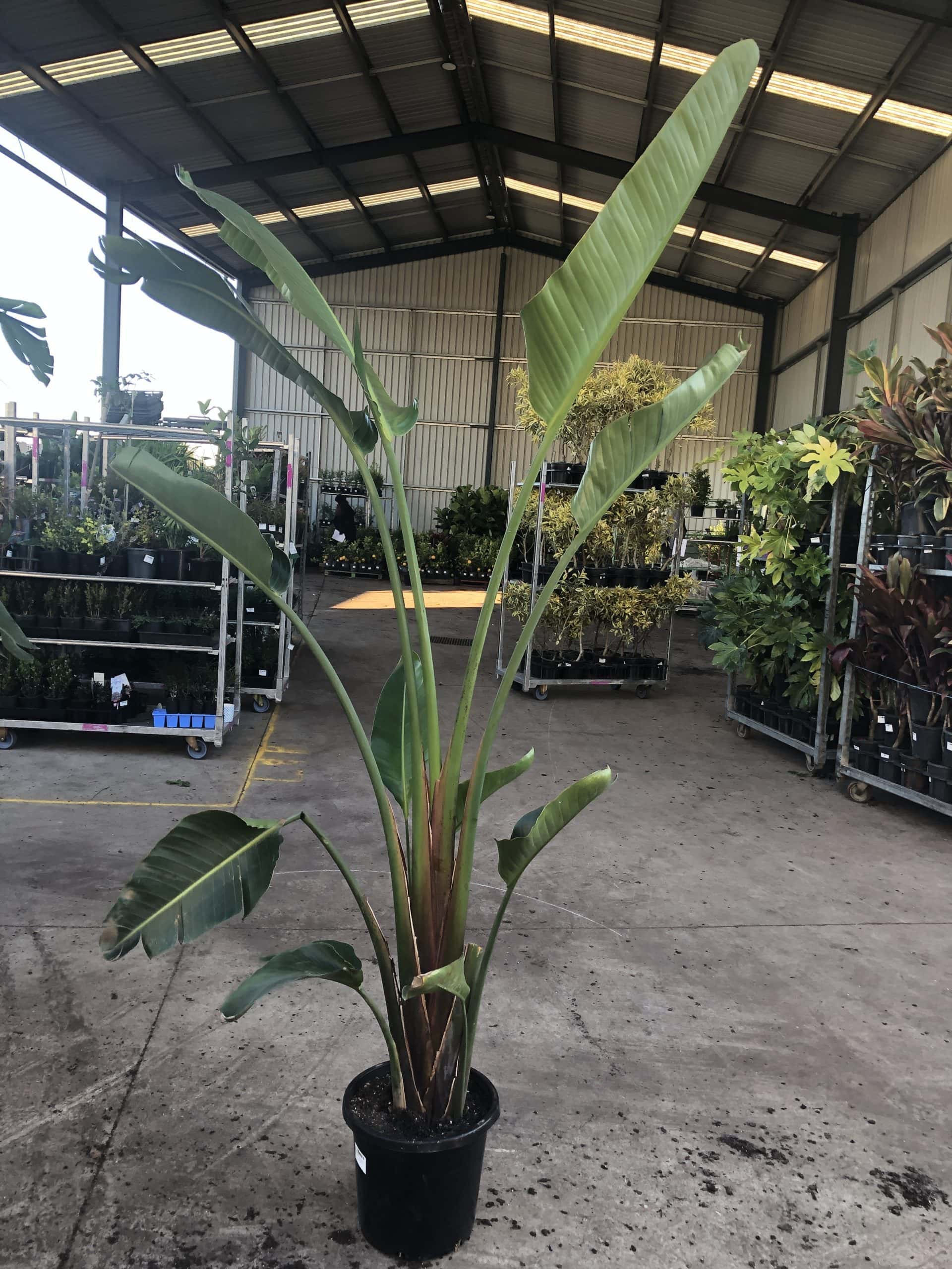 A potted Strelitzia 'Giant Bird of Paradise' 12" Pot inside a greenhouse, surrounded by various other plants on shelves.