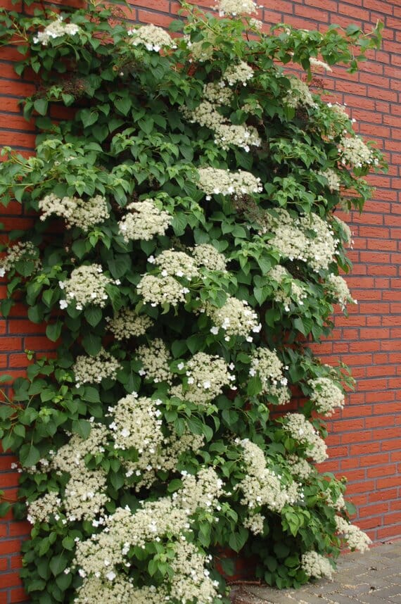 Hydrangea 'Climbing Hydrangea' 6" Pot with white flowers on a red brick wall.