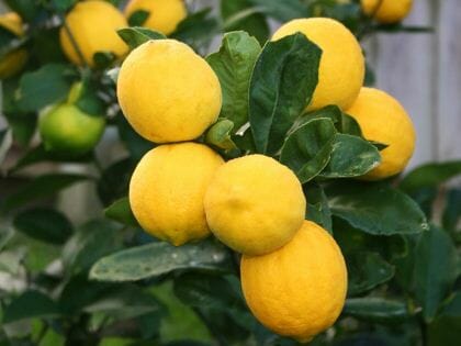 Citrus Lemon 'Lemonicious' lemons growing on a tree with green leaves.