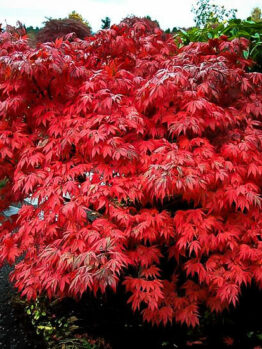 Japanese Maple "Oregon Sunset"
