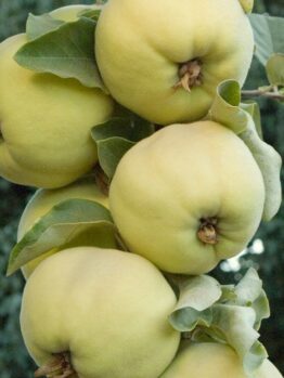 Cydonia "Pineapple Quince"