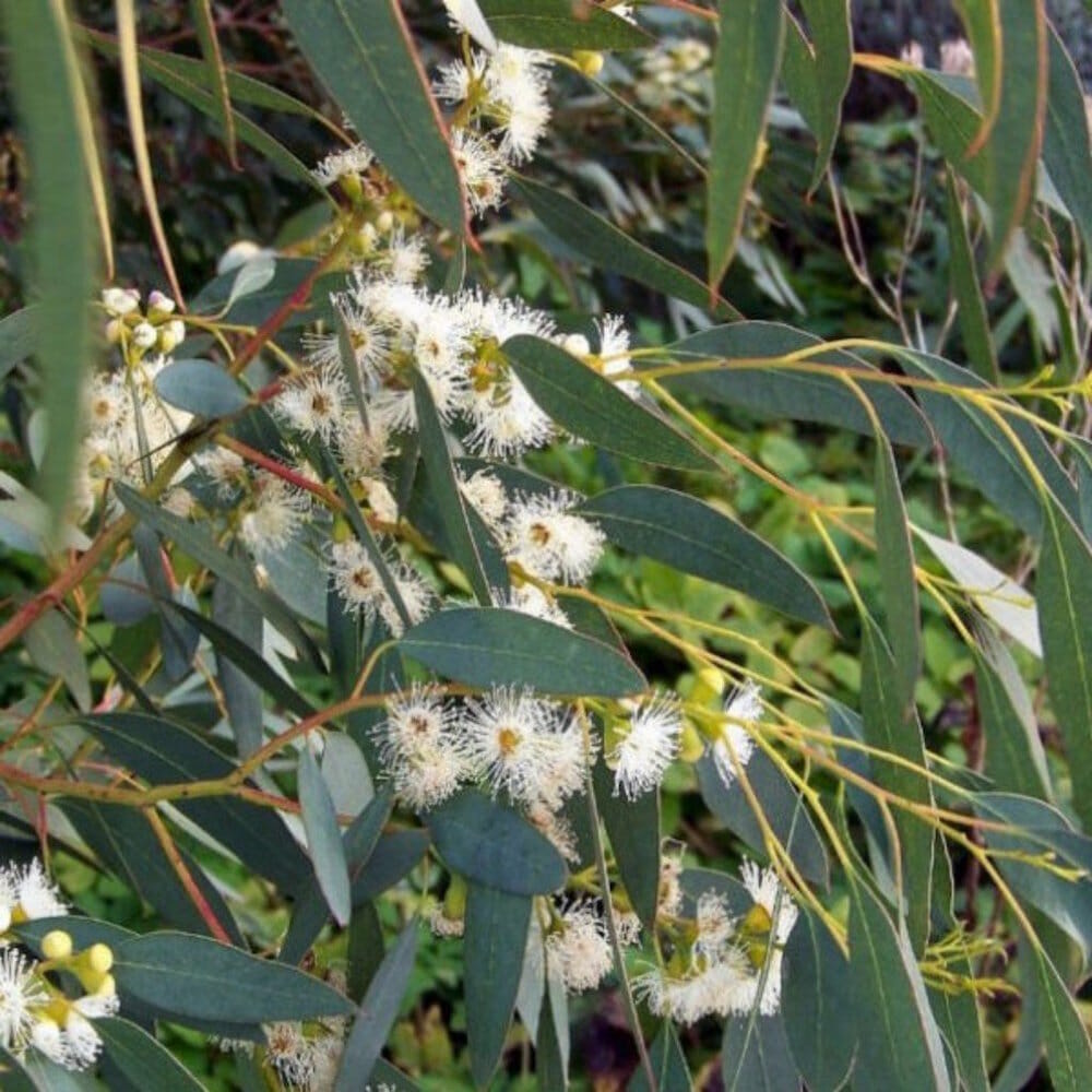 Eucalyptus "Tasmanian Blue Gum"