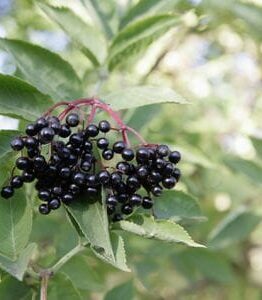 Sambucus "Elderberry"