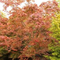 Acer "Ariadne"
