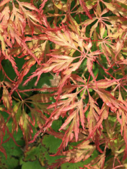 Japanese Maple "Berrima Bridge"