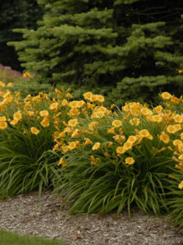 Daylily "Stella de Oro"