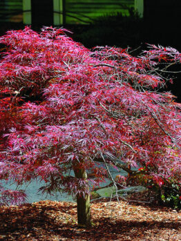Japanese Maple "Oshu Beni"