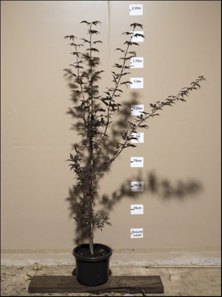 A **n Acer 'Emperor 1' Japanese Maple 13" Pot**, elegantly potted in a 13" pot, stands against a height chart that measures from ground level up to 2.25 meters. The Acer plant features thin, branch-like stems and small, narrow leaves.