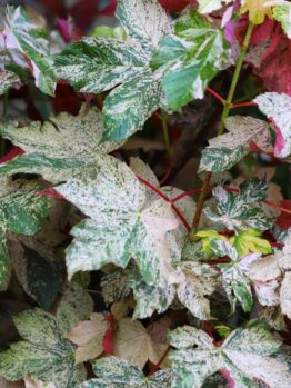 Close-up of Acer 'Oregon Sunset' Japanese Maple in a 12" pot, featuring variegated green, white, and red leaves with speckled patterns. This striking tree brings vibrant colour and beauty to any space.