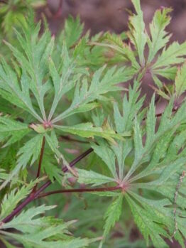 Japanese Maple Weeping "Felice"