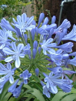 Agapanthus "Star Quality"