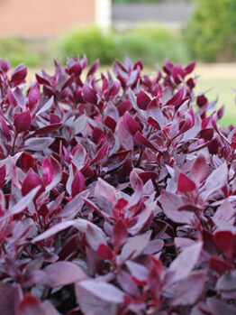 Close-up of vibrant red-purple leaves of an Alternanthera 'Little Ruby™' 6" Pot, with a softly blurred background of a lawn and a green shed.