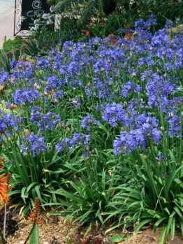 Agapanthus "Bingo Blue"