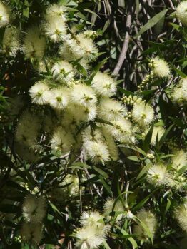 Callistemon "White Anzac"